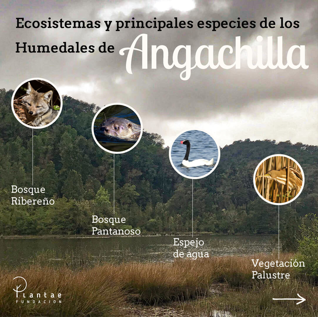 Santuario de la Naturaleza Humedal Angachilla