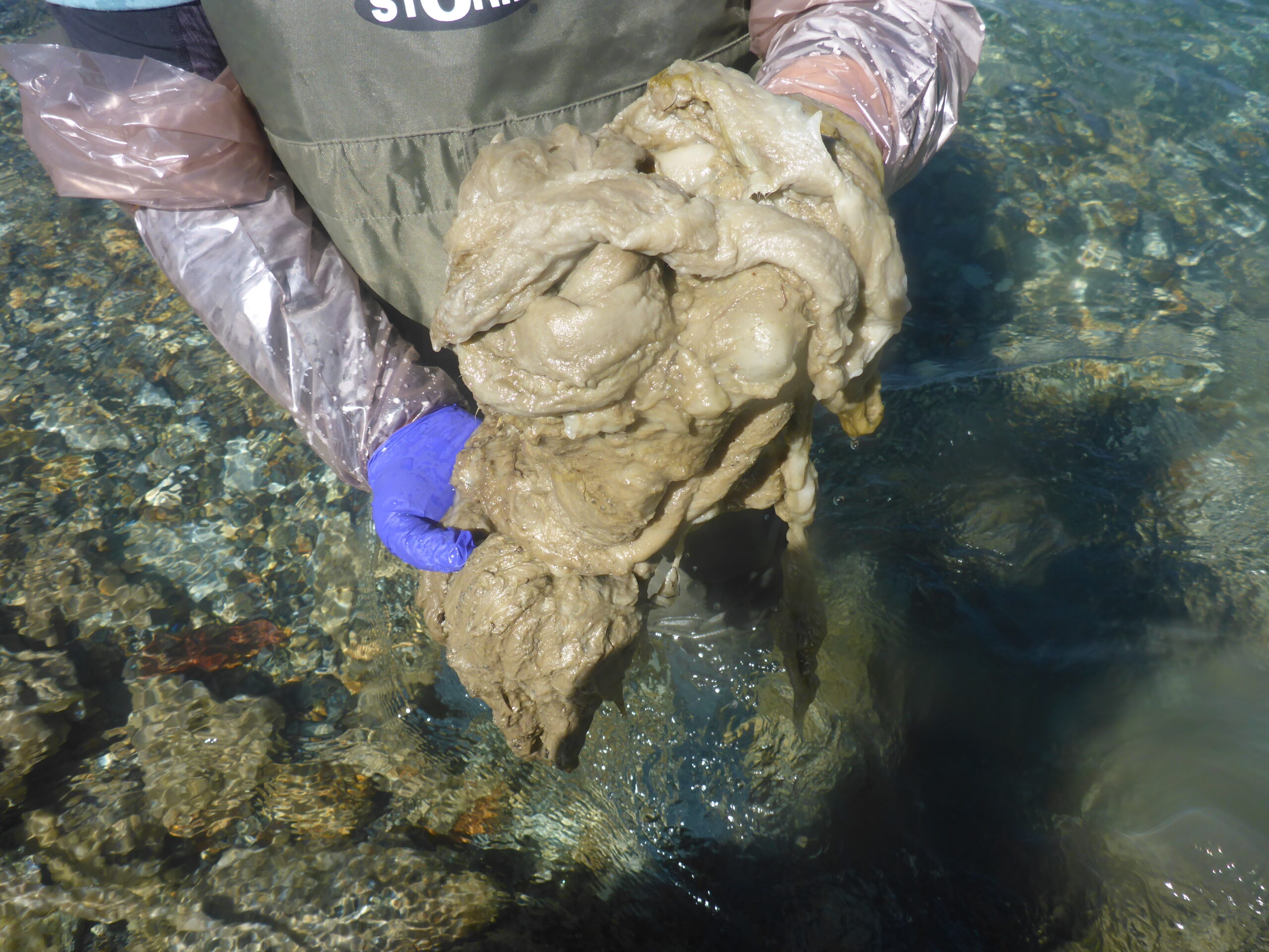 2 Didymosphenia geminata Créditos Monitoreo Didymo IFOP