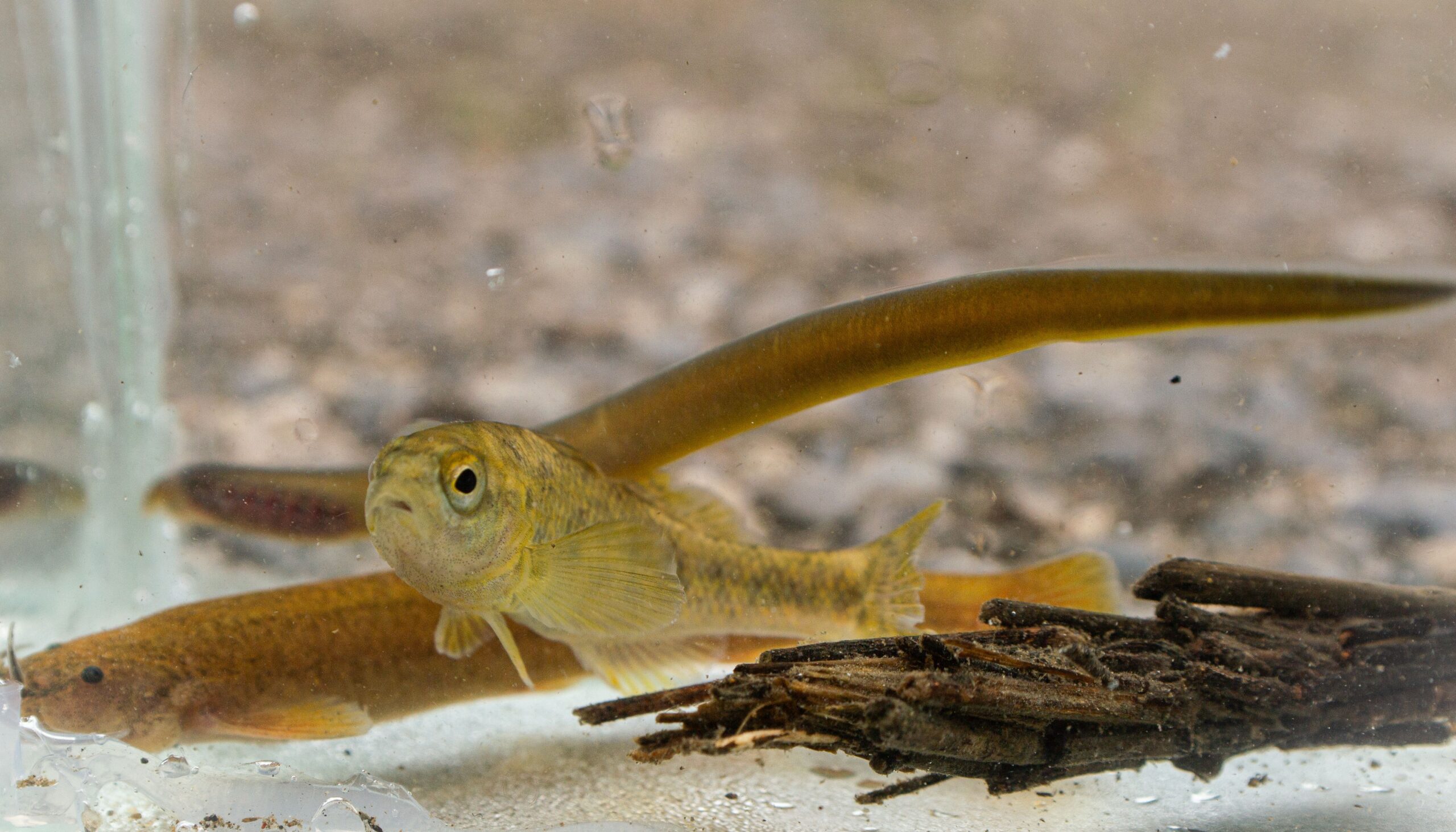 Peces presentes en el río San Pedro, Carmelita, Percilia gillissi, Bagrecito Trichomycterus areolatus), Lamprea Geotria australis Créditos Nicole Colin