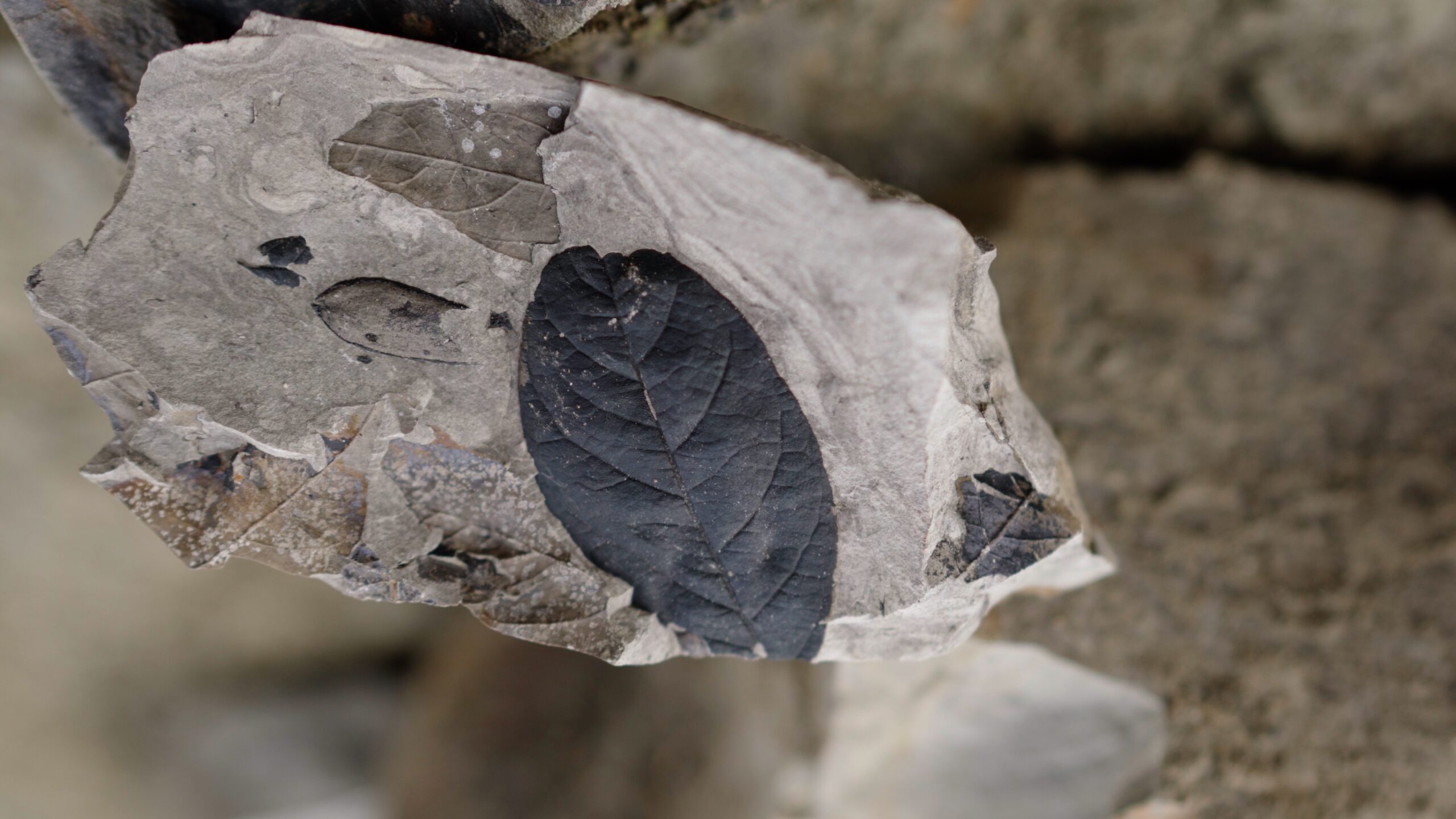 Hoja fosilizada del río San Pedro, créditos: Río San Pedro Fósil