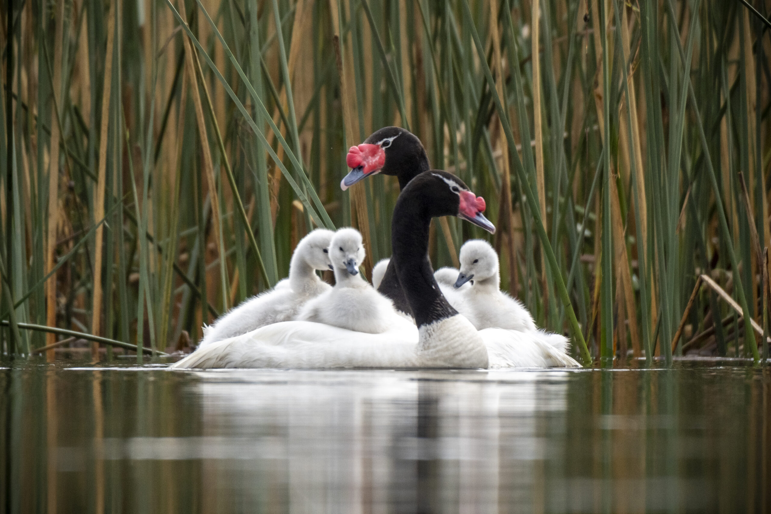 Cisnes cuello negro en el humedal de Angachilla, noviembre 2025 - Créditos: Cristobal Vergara