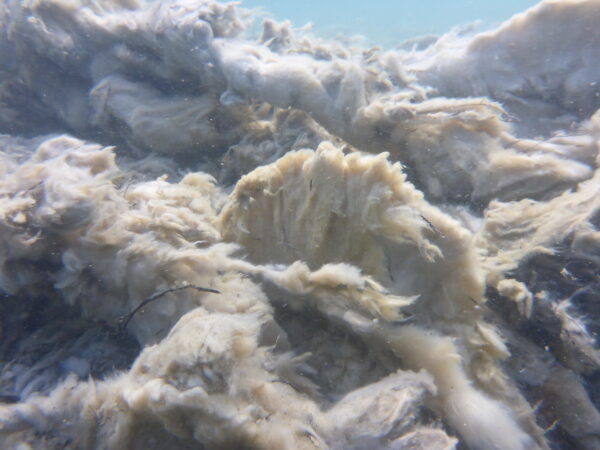 ¿Nos olvidamos del Didymo?