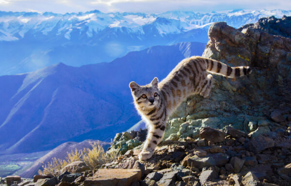 Gato Andino, especie en extinción en la Cordillera de Santiago clama por su protección
