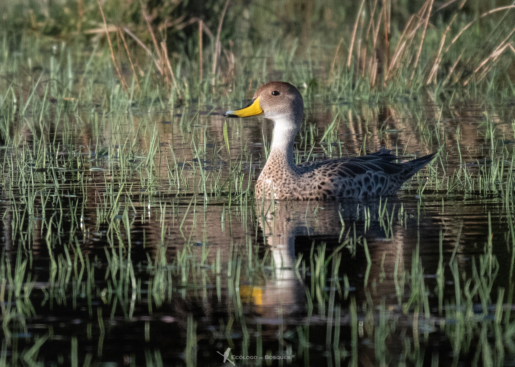 Pato gergon grande Mylthon Jiménez