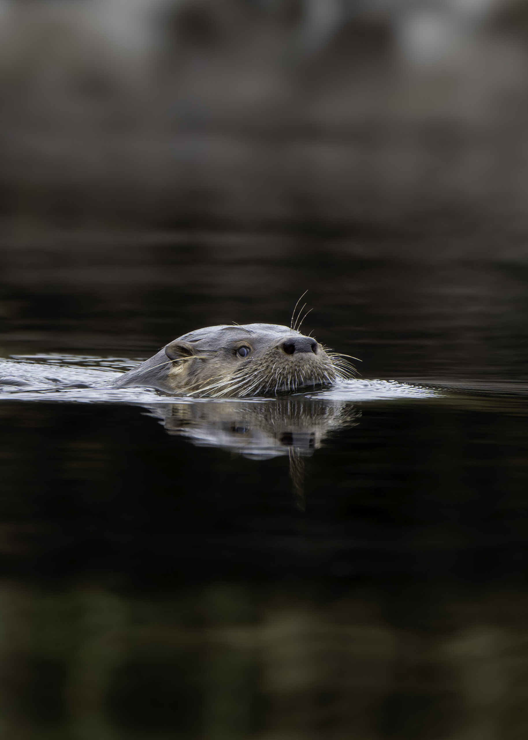 Patricio Jonsson foto huillin 1