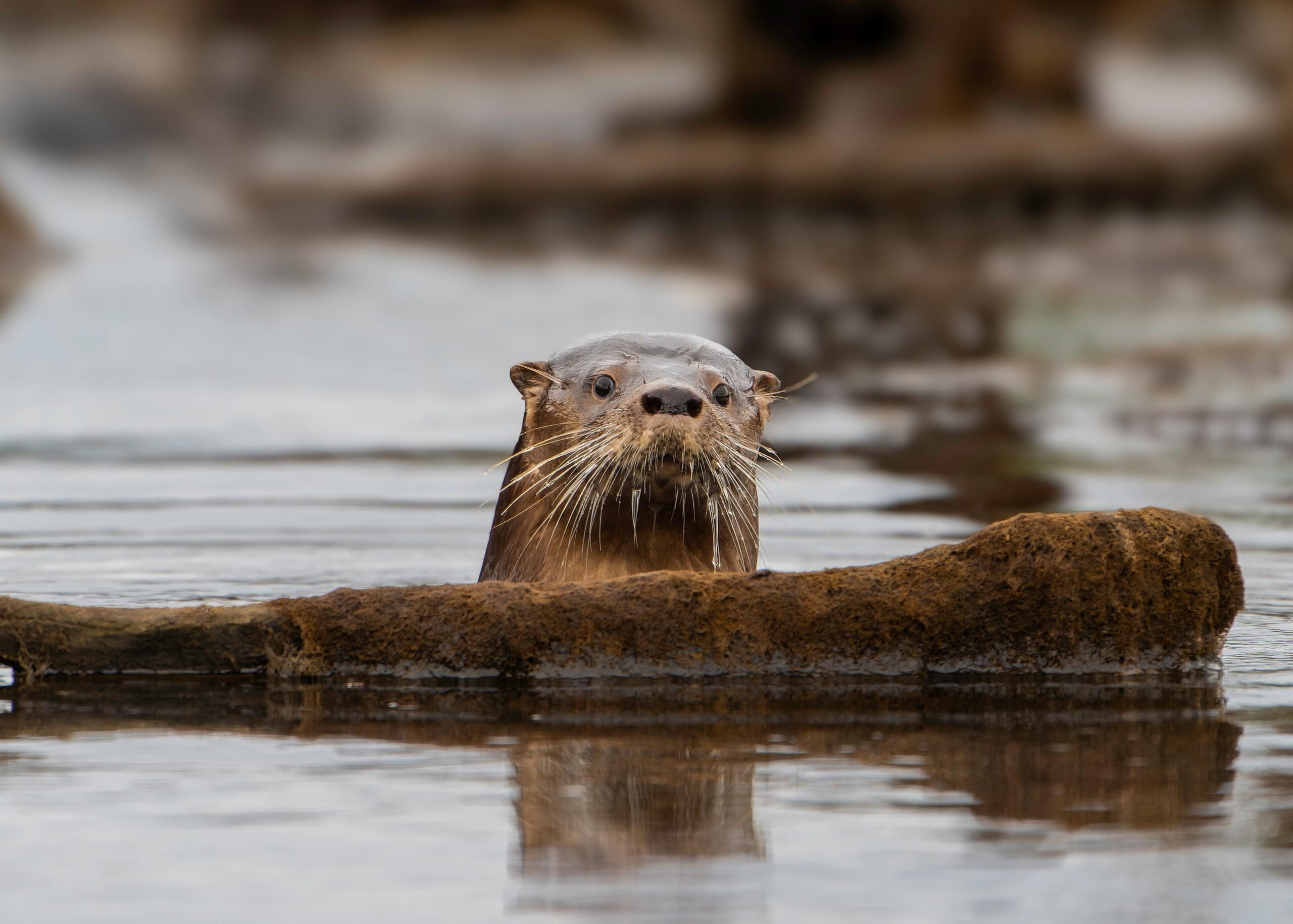 Huillín, créditos: Patricio Jonsson