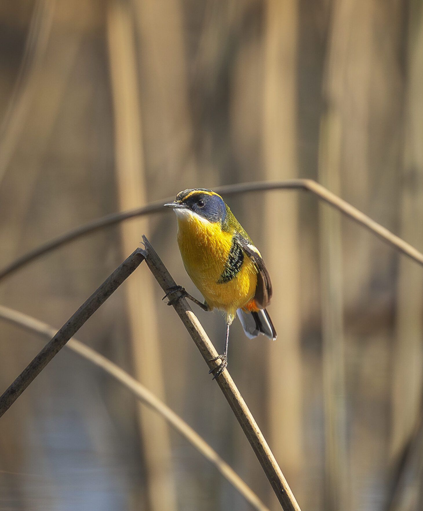 Amenaza al Estero Santa Rosa